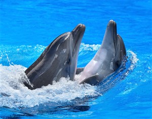 海洋馆表演的海豚图片