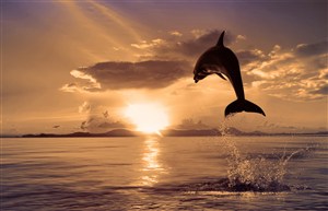 落日海洋上跃起的海豚图片