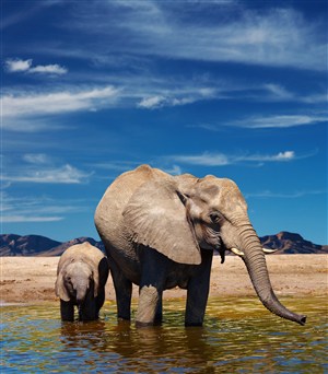 河边喝水的小象与大象图片