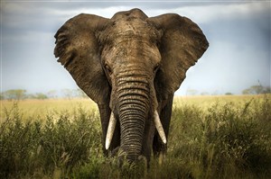 非洲大象图片高清特写