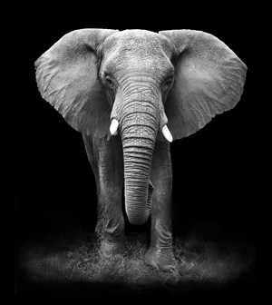 黑白照片泰国大象图片设计素材