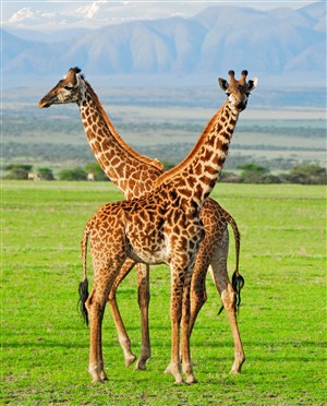 草原上两头长颈鹿图片