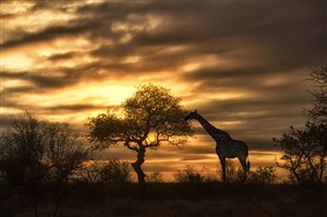 黄昏下吃树叶的野生动物长颈鹿图片