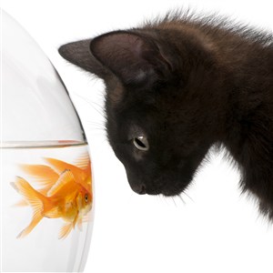盯着金鱼的黑猫咪图片