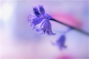 唯美蓝紫鲜花高清图片