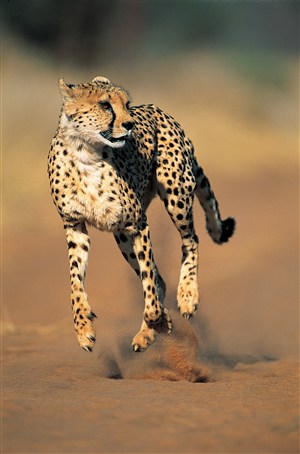 急速奔跑的野生动物豹子图片