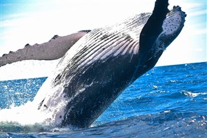 越出水面的大鲸鱼图片