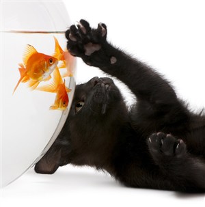 抓子抓金鱼的黑猫咪图片