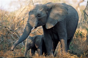 群居性动物大象图片