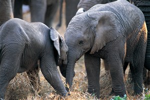 森林里的非洲大象图片