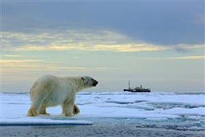 美国北极熊图片摄影