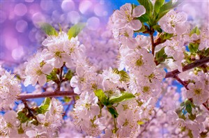 盛开枝头的樱花鲜花图片