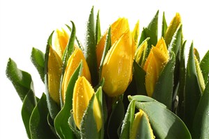 高清黄色郁金香鲜花图片
