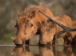 唯美野生动物犀牛图片