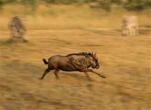 唯美野生动物快速奔跑的犀牛图片