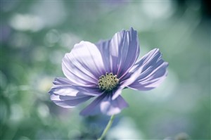 唯美高清浅紫鲜花图片