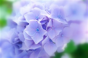 迷人淡紫鲜花高清摄影图片
