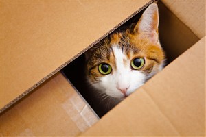盒子里的花猫咪图片