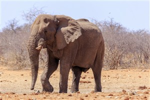 高清大象的图片