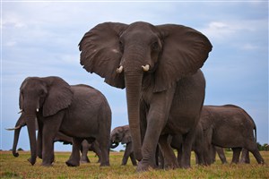 大耳朵大象群体图片