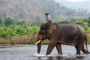 温和的泰国大象图片