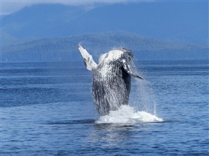 3K高清大鲸鱼图片