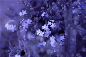 高清唯美蓝紫小花鲜花图片