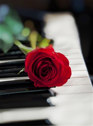 钢琴键上的红玫瑰花鲜花图片