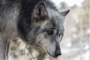 森林里的大灰狼图片特写