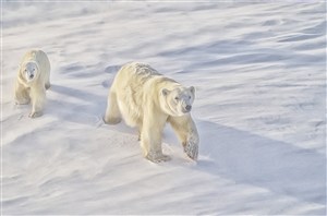 冰雪上两头大的北极熊图片