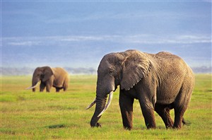 青青大草原的大象图片