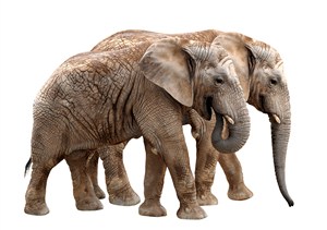 非洲大象图片设计素材