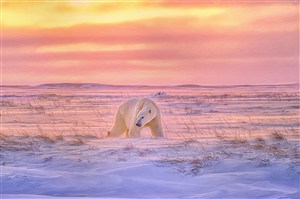 唯美夕阳下的北极熊图片