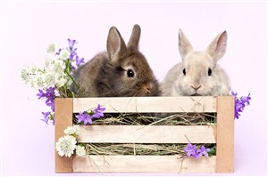 躲在围栏后的两只小兔子图片