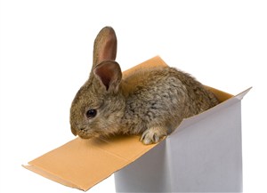 盒子里爬出来的灰色兔子图片