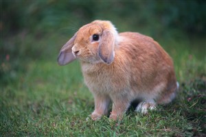 3K高清草地上的小兔子图片