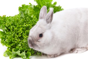 5K高清吃菠菜的小白兔图片