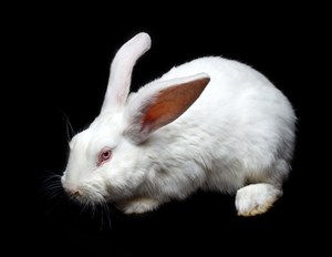 3K高清小白兔设计素材