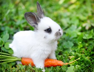 吃胡萝卜的小白兔图片