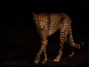 唯美野生动物夜里行走的豹子图片