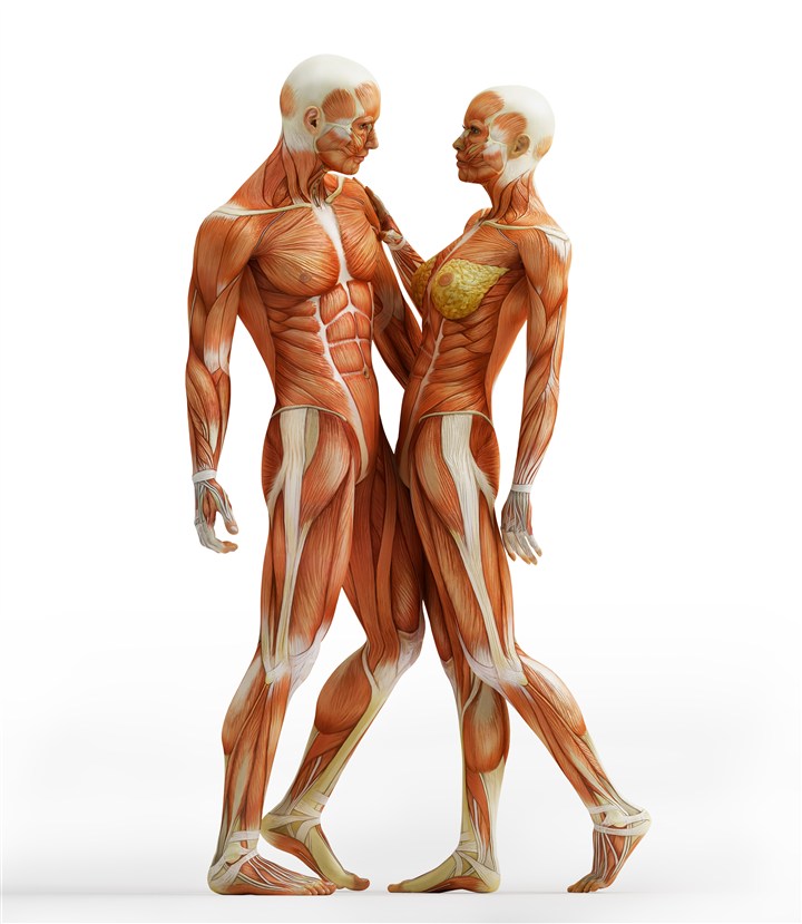 男女碰撞人体结构图片