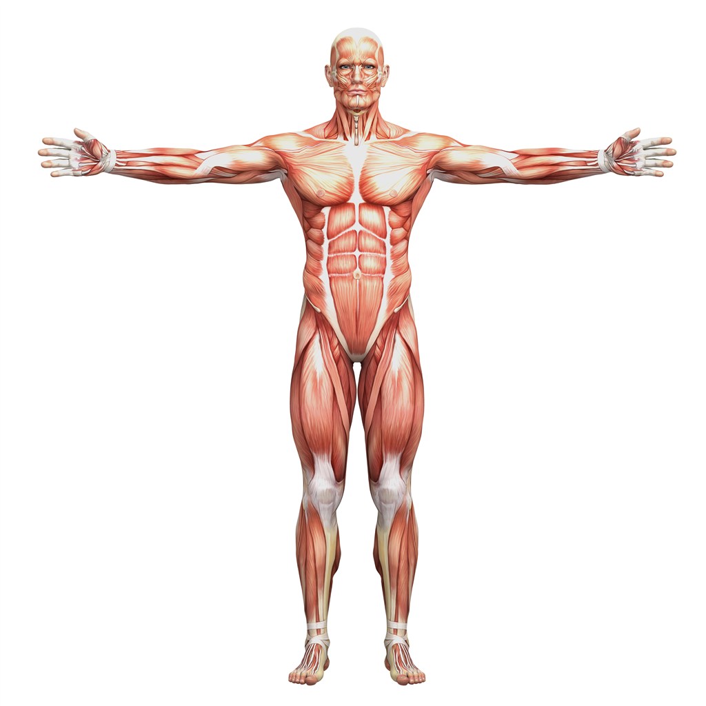 人体正面肌肉图片