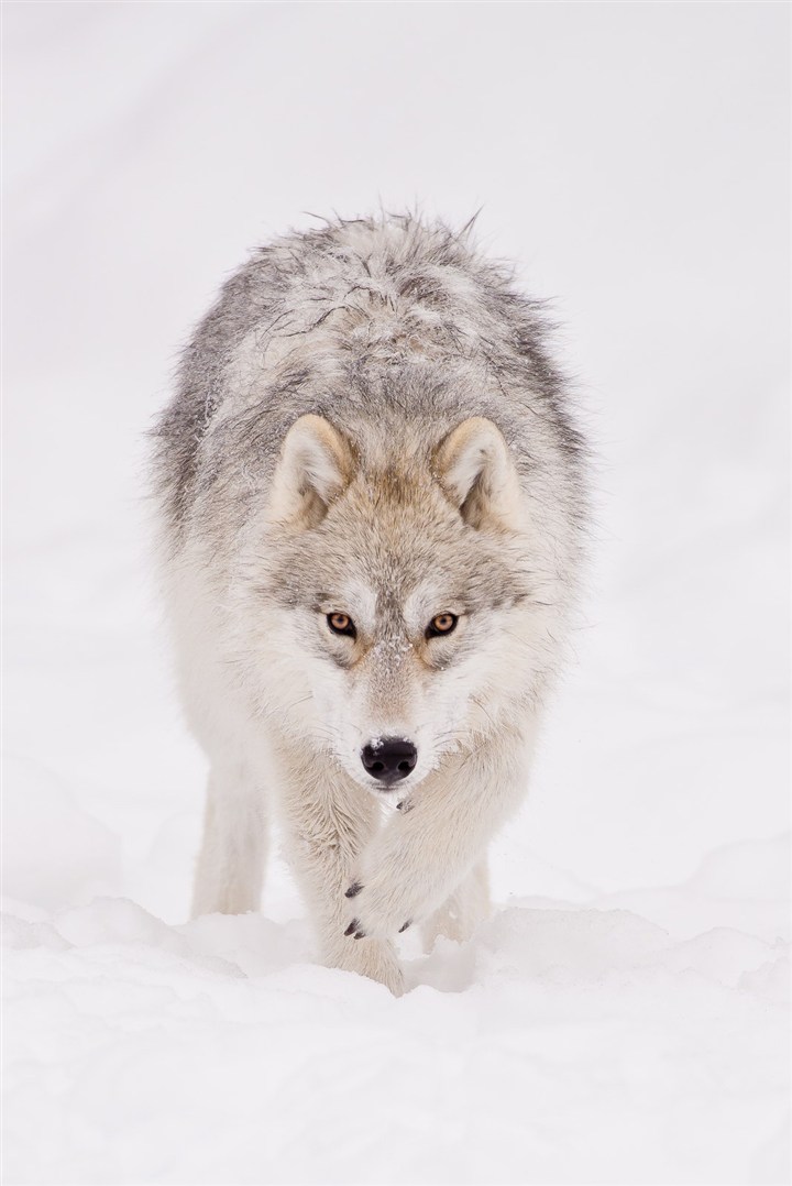唯美野生动物野性勃勃的狼图片