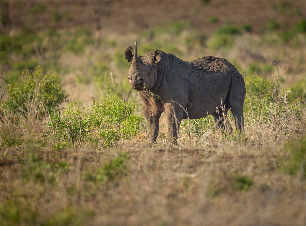 唯美野生动物草地上的犀牛图片