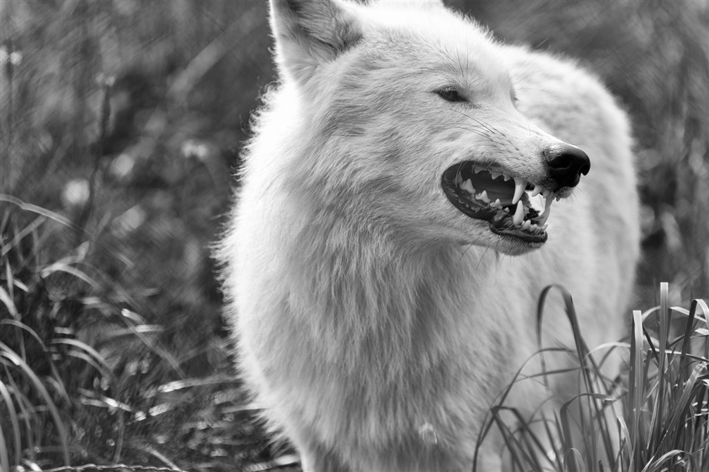 黑白照片狼图片