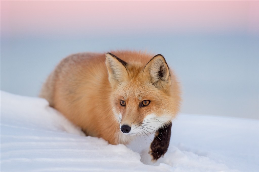 深雪里的小狐狸图片