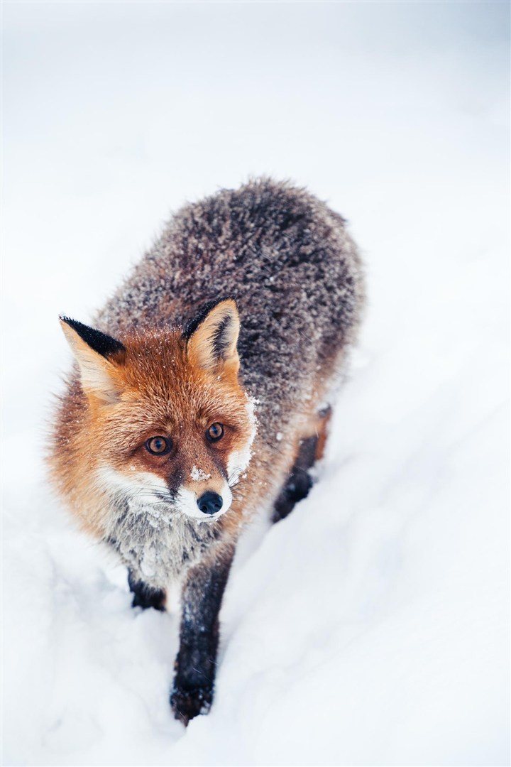 可爱的红狐图片