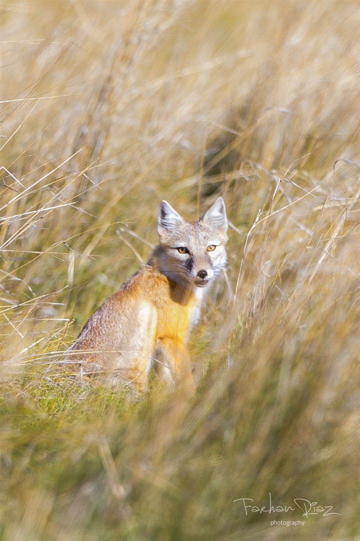 草丛的赤狐图片