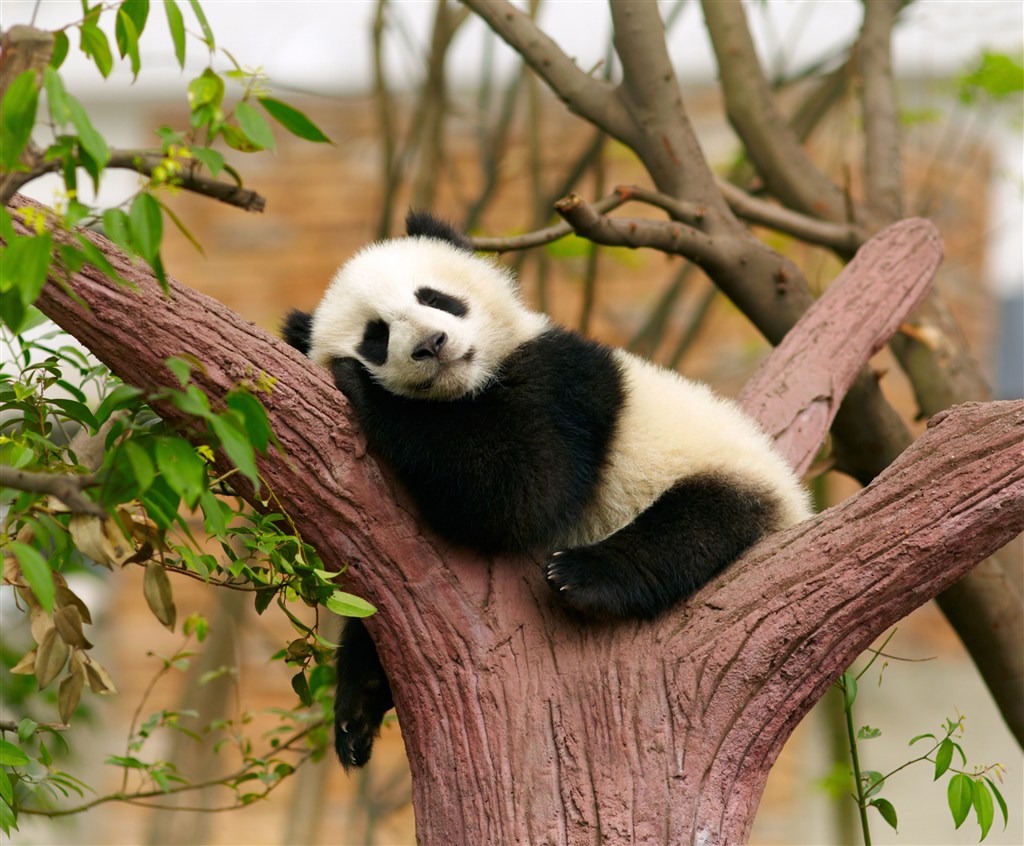 睡在树杈里的大熊猫图片