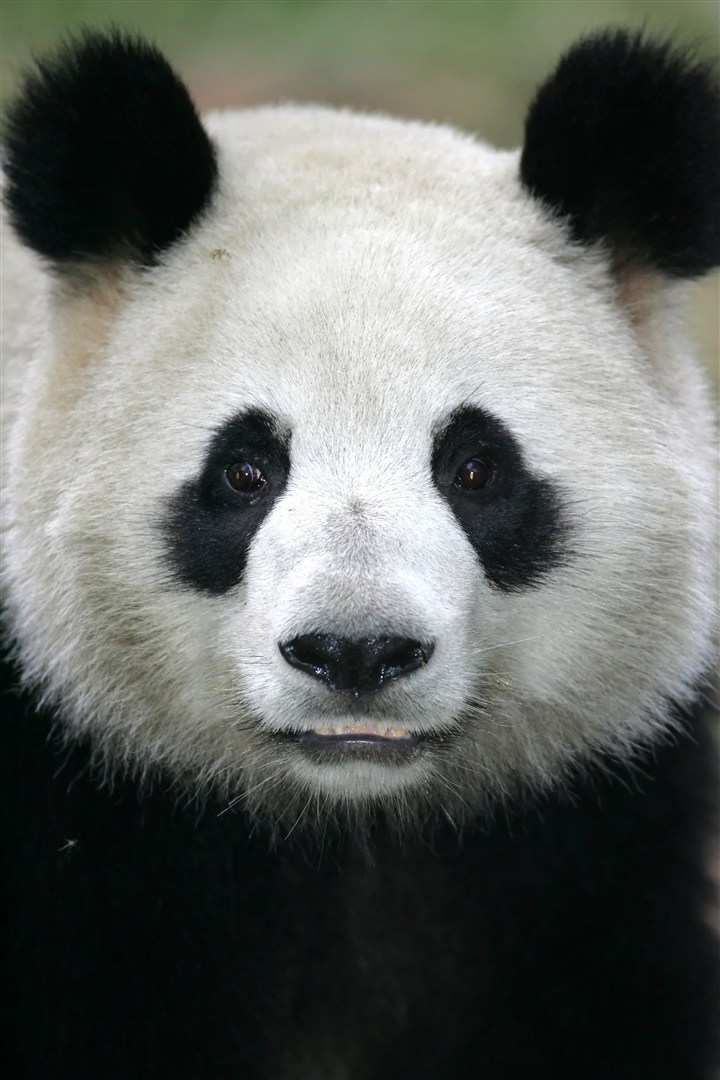 大熊猫图片高清特写